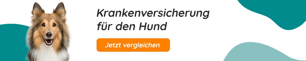 Krankenversicherung für den Hund