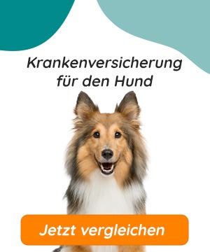 Krankenversicherung für den Hund